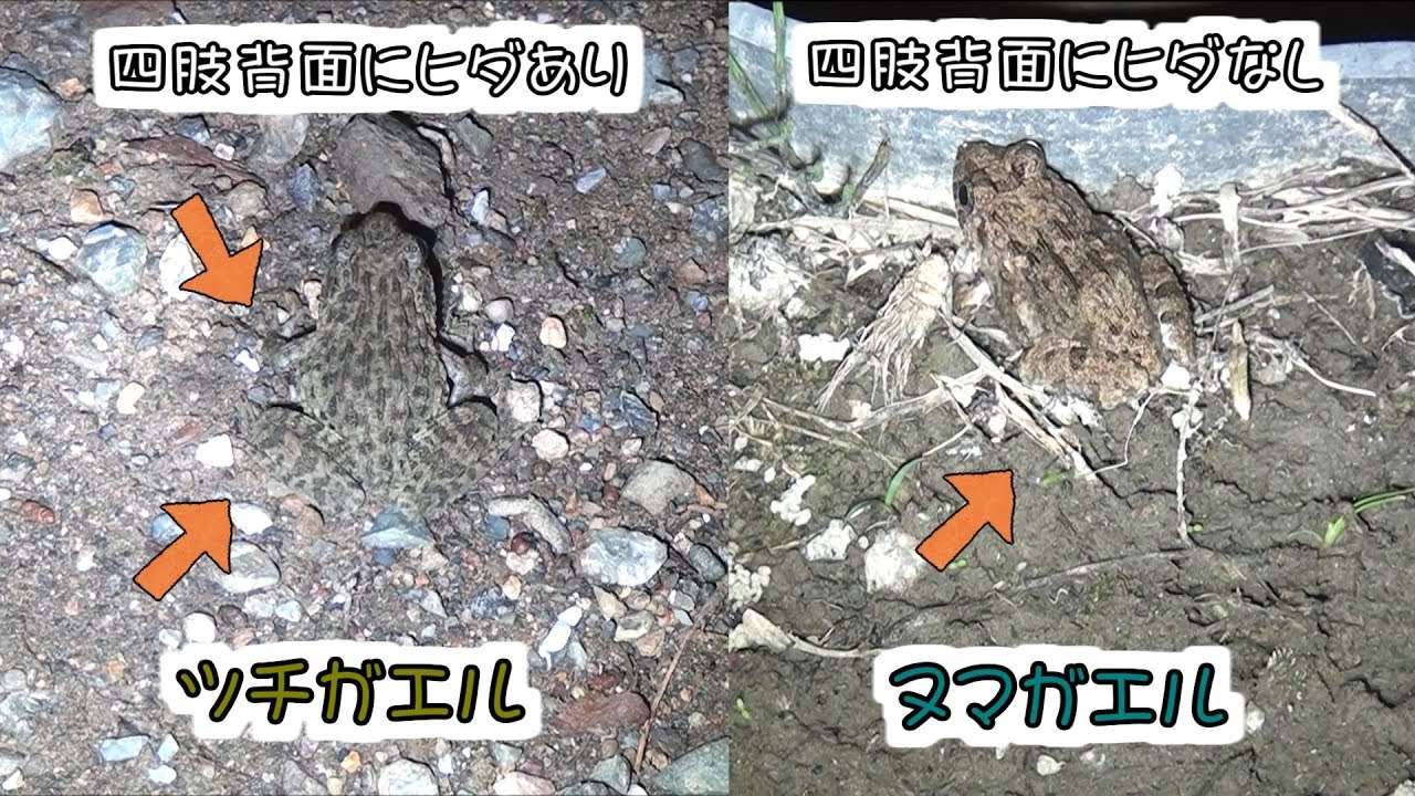 ツチガエルとヌマガエルの比較 Youtube