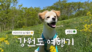 [Vlog] A Dog Travels South Korea's Gangwondo with Beautiful Nature