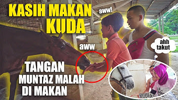 BAHAYA KEGIGIT KUDA DAN JATUH KUDA