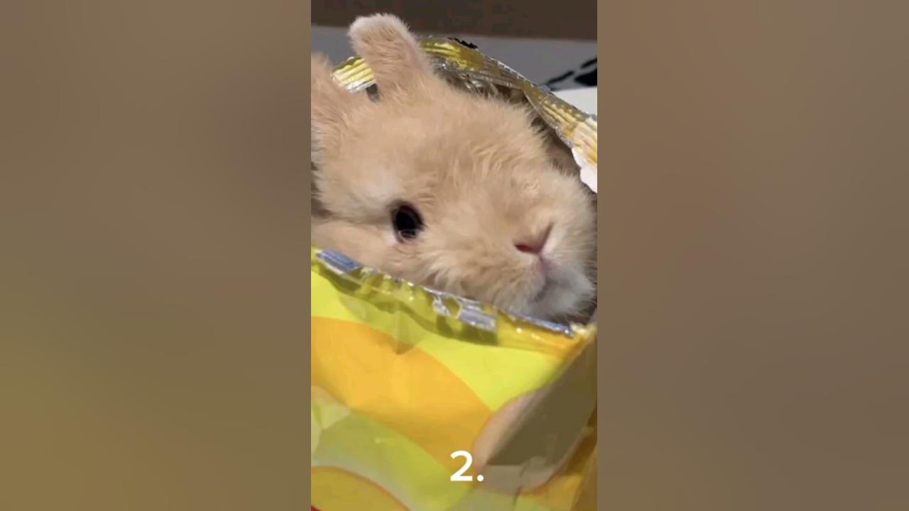 What bunny am i youtube