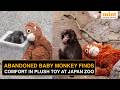Abandoned by Mom, Saved By A Toy: Sad Tale Of Viral Baby Monkey Punch