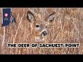 Sachuest Point White Tailed Deer - Rhode Island