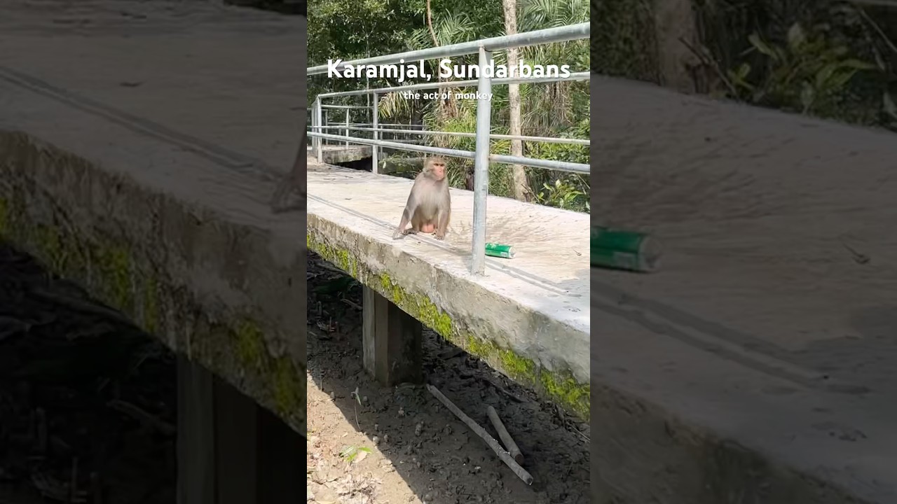 The Monkey at Karamjal, Sundarbans, Bangladesh