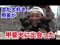 ワンちゃん大好きの照英が天然記念物の甲斐犬に出会った!生まれたてとモフモフ赤ちゃんは超カワイイですよ