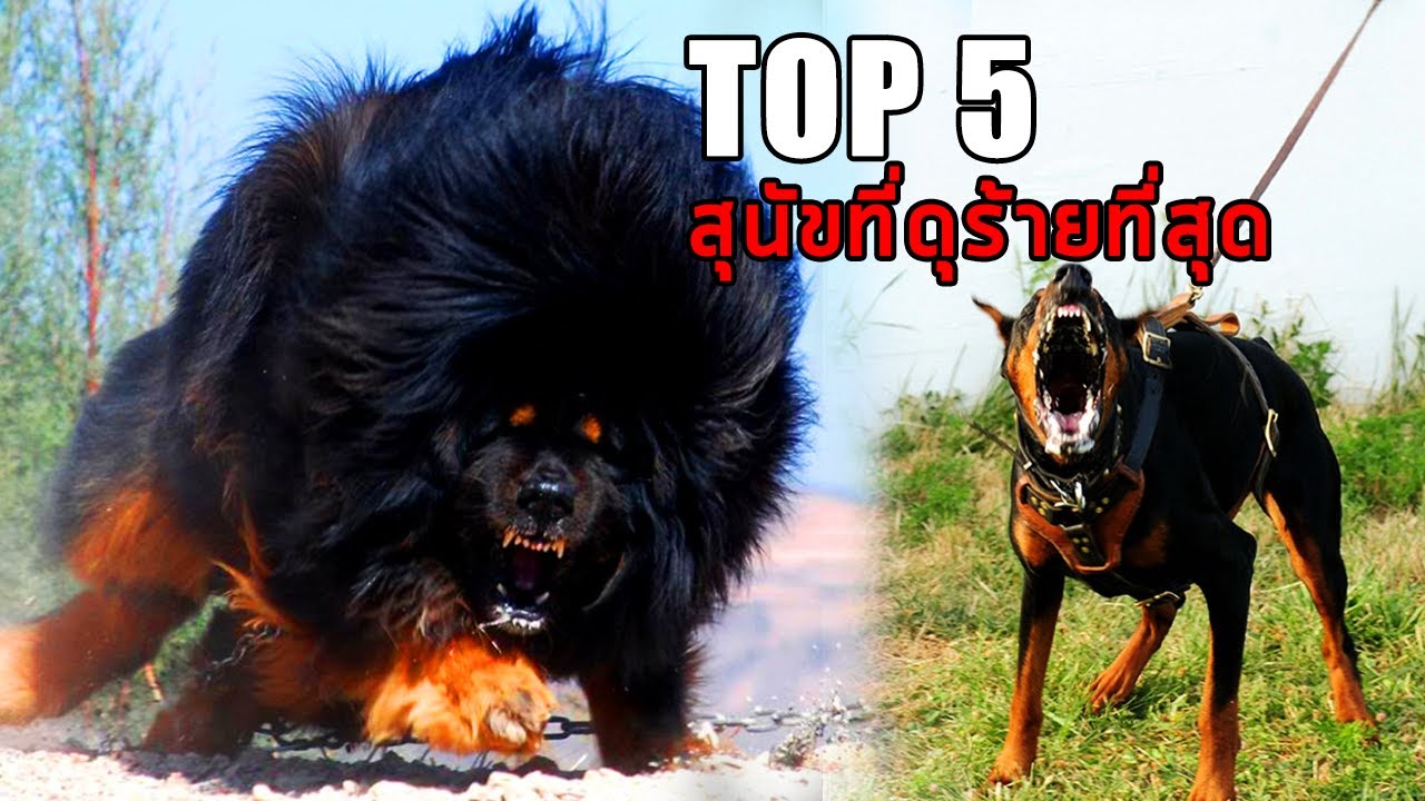 5 อันดับ สุนัขสายพันธุ์ดุที่ดุที่สุดในโลก