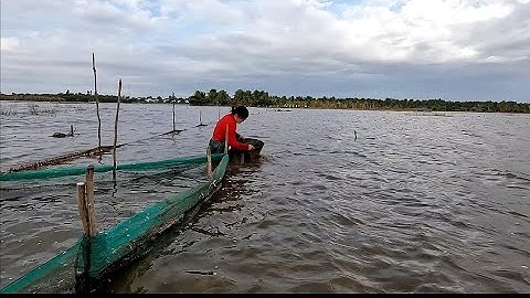 Đổ dớn mùa gió bấc không ngờ cái cuối cùng dính con cá lóc khủng vợ chồng quá mừng @vochongmientaytv