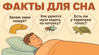 картинка: Факты для сна: погрузись в мир животных перед сном