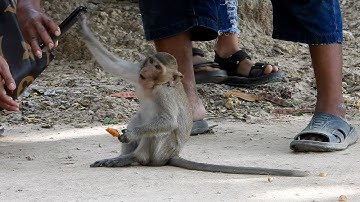 People feed the monkeys - what