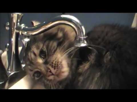 Two Large Cats .... One Small Sink