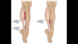 Two Minutes of Anatomy: Lateral Lower Leg Muscles - Peroneus Longus & Peroneus Brevis