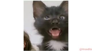 Cross Eyed Cat Meme | Viral Cat Saying Huh Meme 😺New Black Kitten Meme 😂Cat Haan Meme Orginal Video Resimi