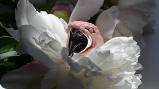 PINK SNAKE RING by Macabre Gadgets screenshot 1