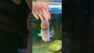 Fish interacting with owner #fish #flowerhorn #guppy #aquarium #fishkeeper #cichlid #fishtank