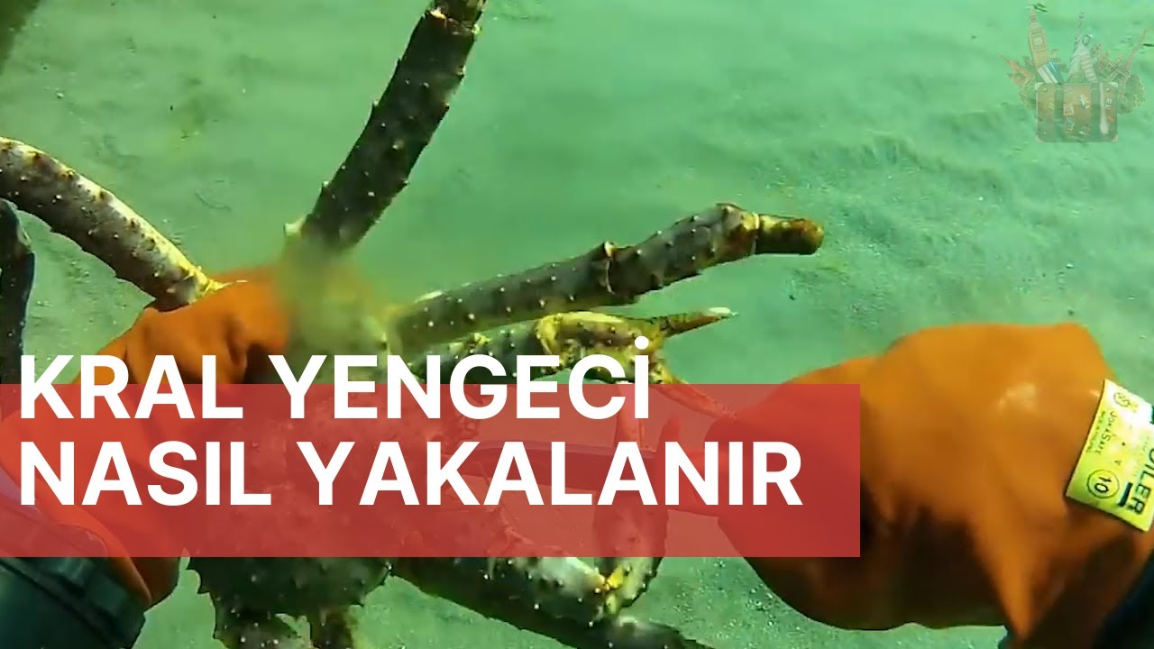 Kral Yengeci Avı \\  King Crab Fishing