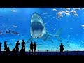 Почему большой белой акулы нет ни в одном аквариуме мира