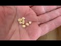 End of video