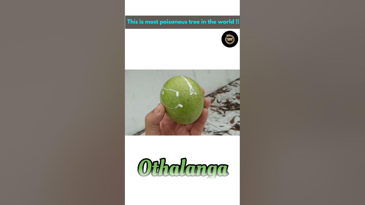 this-is-the-most-poisonous-tree-in-the-world-youtube