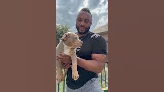 @betterbestdog on Instagram message him