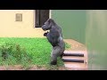 雨の日はシャワータイムのシャバーニ 3 Shower time on rainy days Shabani gorilla