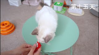 猫咪得了猫传腹，竟然乖乖吃药 by SweetCatBubble 51 views 2 years ago 3 minutes, 10 seconds