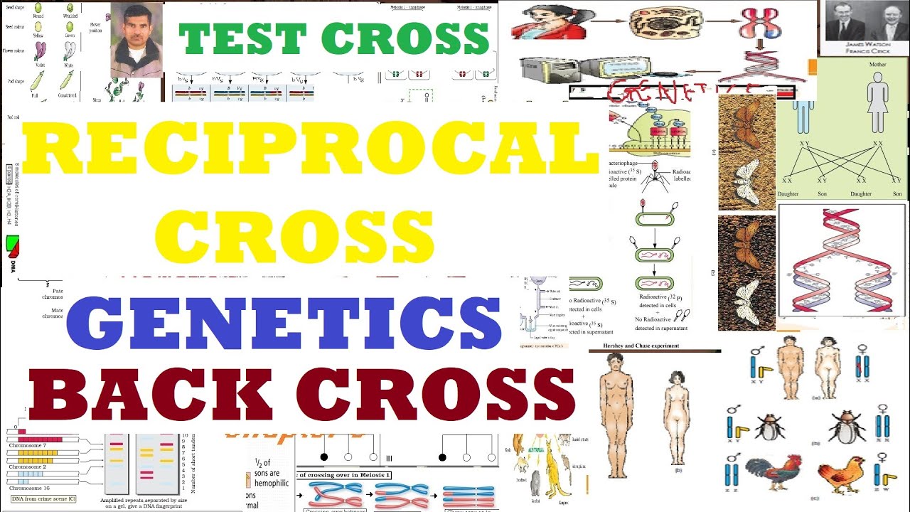 12th -chapter 5-Test cross back Cross and Reciprocal cross with example ...