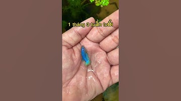 Quá trình phát triển của cá betta như thế nào ? Nhớ xem hết Video #betta #bettashop #traicabetta