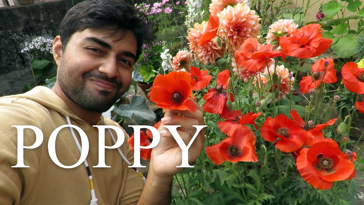Poppy Plant Care Tips Poppy Plant Care Tips