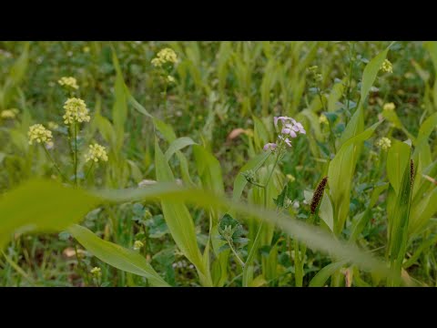 Meziplodiny - principy