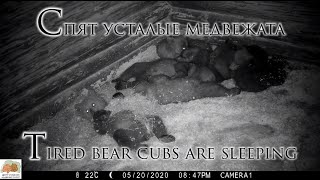 Tired bear cubs are sleeping/ Спят усталые медвежата