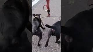 Short Harder Work Results In Gains. Patterdale Terriers Male Dog Bsl Estacado Bsl Chimaera