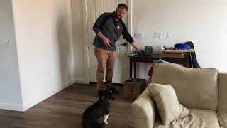 Teaching an Excited Dog to Stay Calm Before Walks