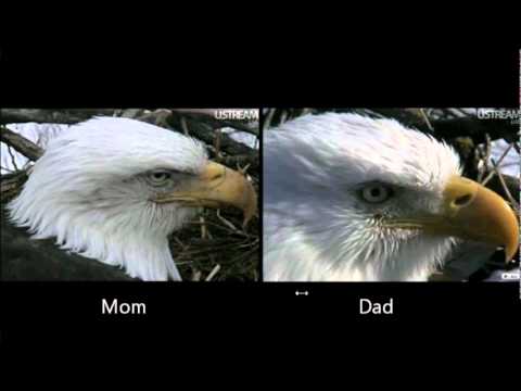 Decorah Eagles - How to Tell Difference between Mom and Dad - YouTube