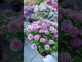 Oh Wow! amazing garden portulaca flower blooming very nice plant it #shorts #plants #viralvideo #diy