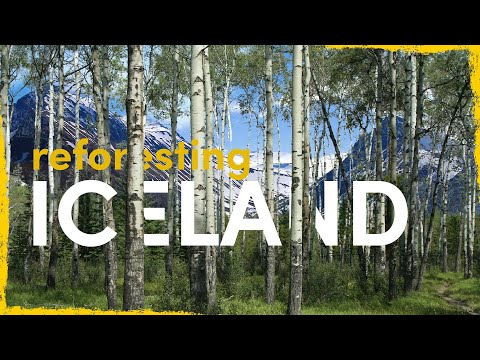 Bringing Back The Ancient Viking Forests of Iceland | Rewilding Iceland