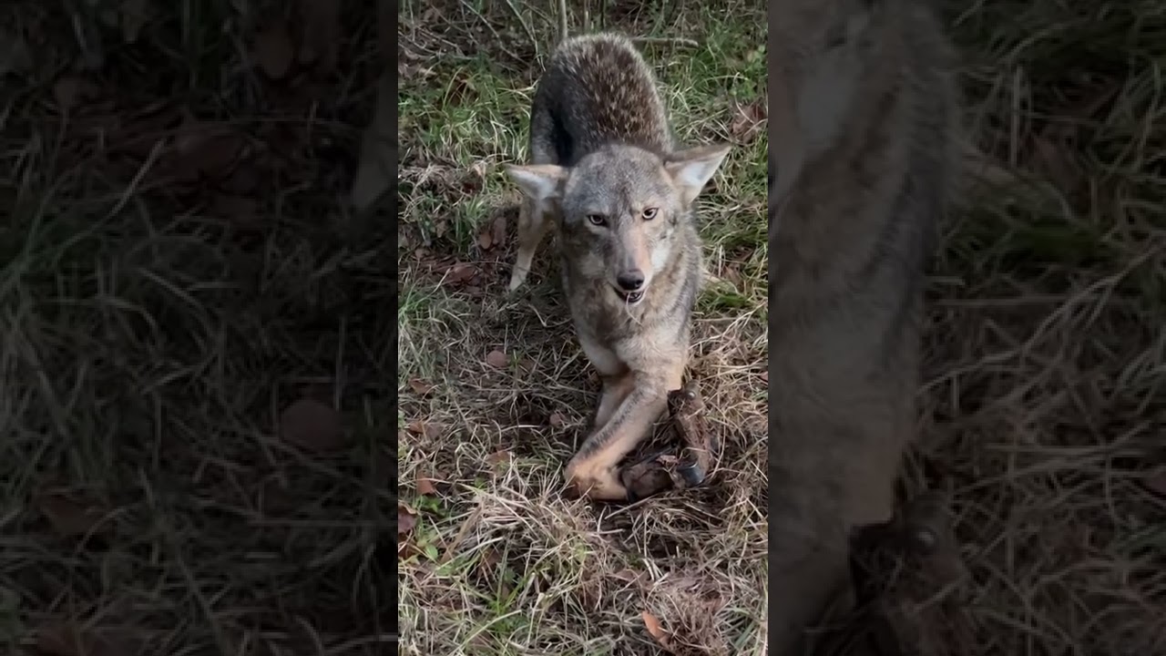 If you listen closely you can hear the other yote answer her maybe I’ll have him tomorrow