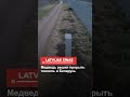 Медведь решил прорыть тоннель в Беларусь