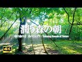 朝の森で木漏れ日の中から聴こえてくる鳥のさえずり|ストレス緩和、作業効率向上【4K 自然音】