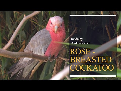 Rose-Breasted Cockatoo / Pink and Grey Cockatoo / Galah [Eolophus Roseicapilla]