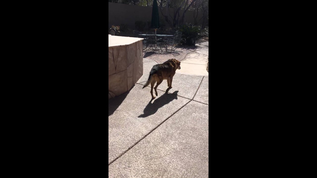 adequan injections for dogs arthritis adequan dog walking before adequan injections youtube adequan injections for dogs arthritis adequan dog walking before adequan injections youtube