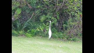 Great Egret (with special guest)
