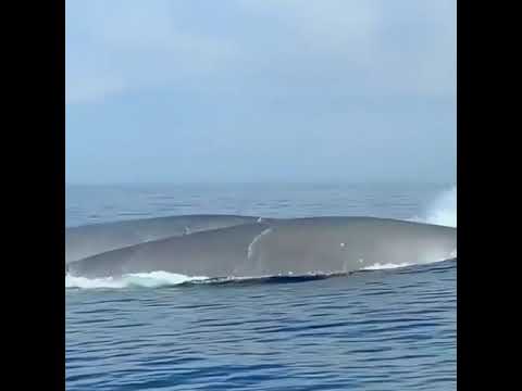 اضخم حوت في العالم اكبر حوت في العالم الحوت الازرق اكبر حوت في العالم