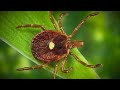 Good question whats good about ticks