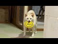 大好きなお兄ちゃんが会いに来てくれて、寝る前までいつもよりテンション高めな柴犬