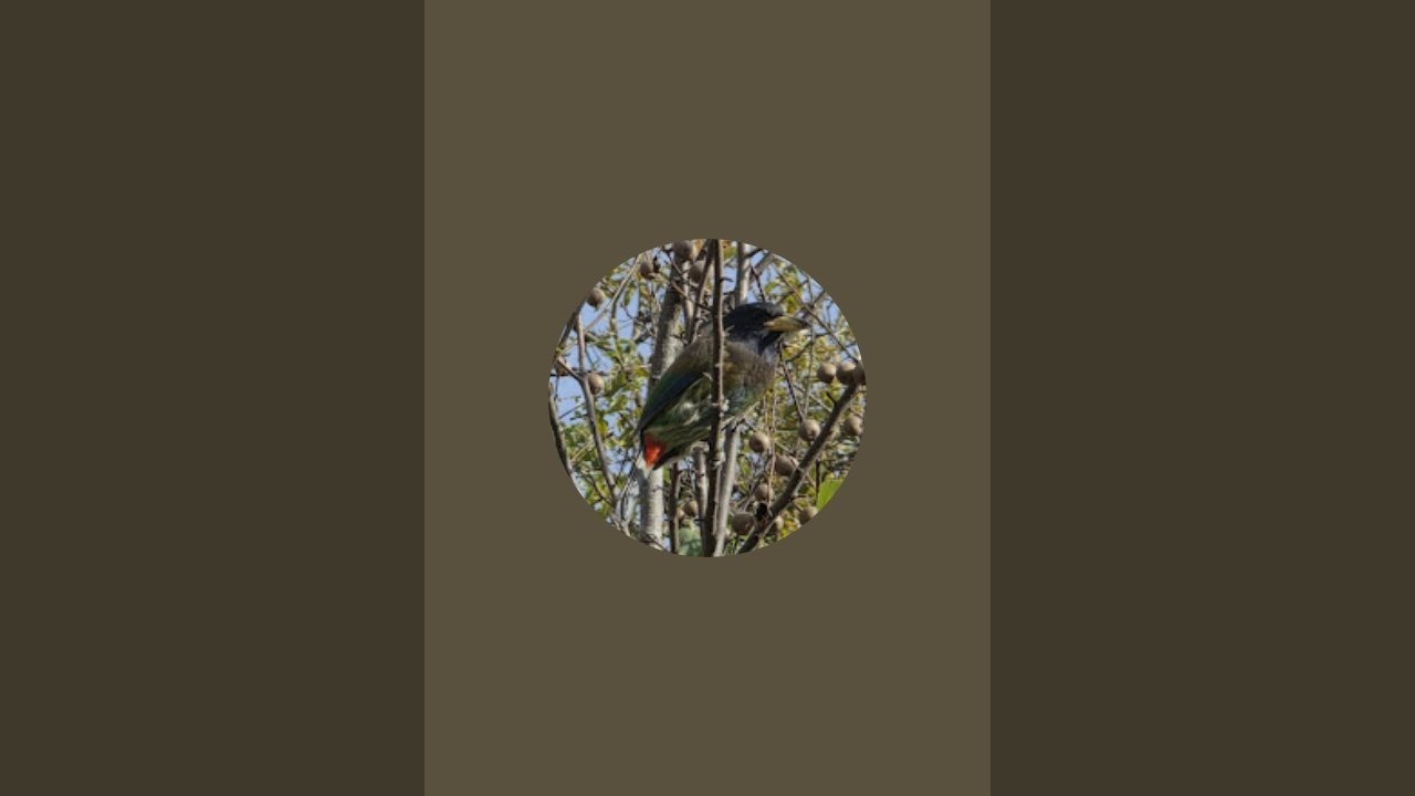 Khattu वाले shyam बाबा ka जागरण #youtubeshorts #minivlog #viral #shortvideo 