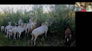 Katahdin Sheep A Versatile Breed for Pasture and Silvopasture