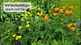 картинка: Купальницы: обзор сортов, сезон 2025