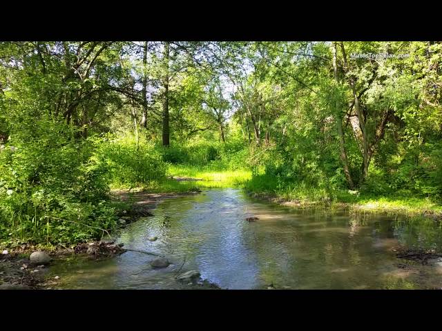 Sounds of nature, birds singing, Sounds of Forests, for relaxation, sleep,  Meditation, Relax 8 hours - YouTube