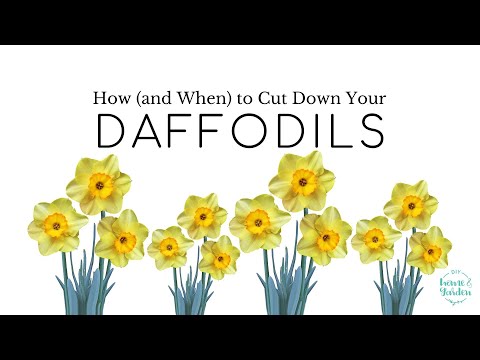 How (and When) to Cut Down Your Daffodils