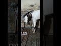 Kota 2026 15 may (ZN Goats House)