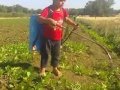 ادم فلاح صغير